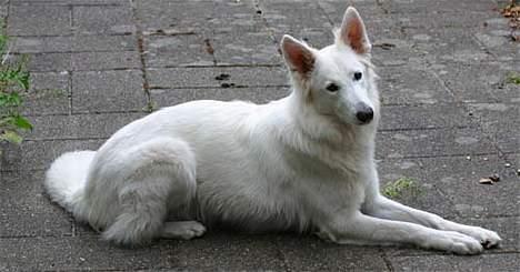 Hvid Schweizisk Hyrdehund Beyla billede 15