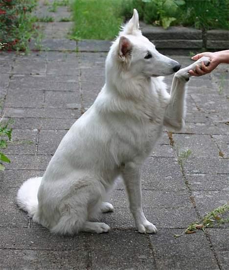 Hvid Schweizisk Hyrdehund Beyla billede 16