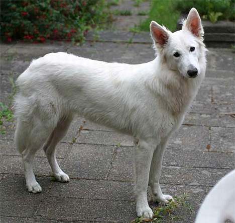 Hvid Schweizisk Hyrdehund Beyla - Uhh jeg har tabt en masse pels her i varmen.. billede 17