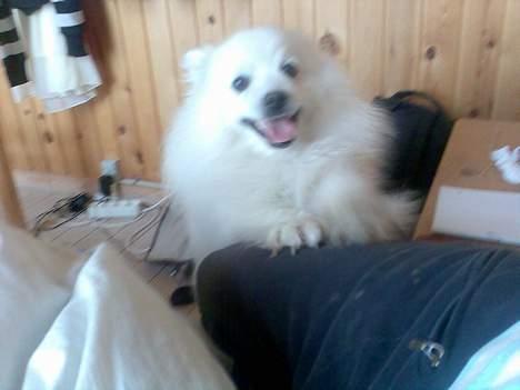 Japansk spids Chiki´s Miko billede 8