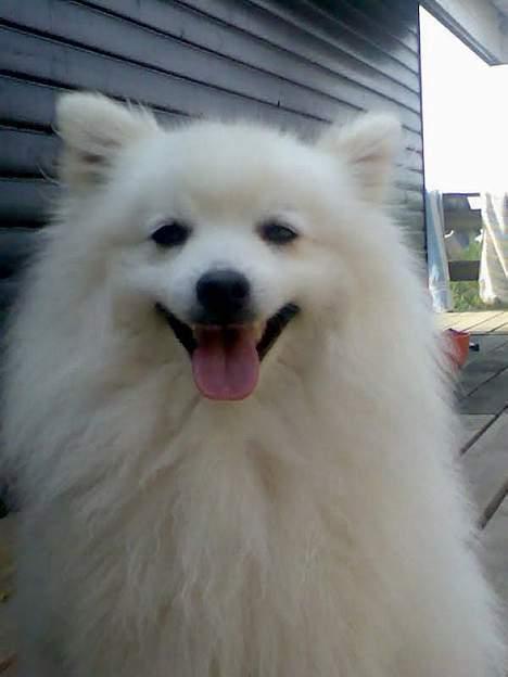 Japansk spids Chiki´s Miko - hihi billede 9