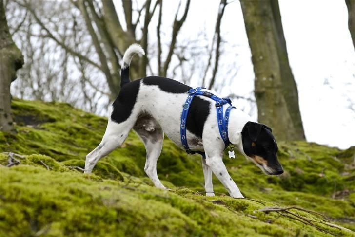 Dansk svensk gaardhund Eddie R.I.P. min dreng... - Gad vide om der er flere guffere... (Fotograf: Maria Diling) billede 4