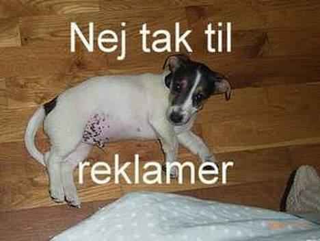 Jack russell terrier Diesel billede 14