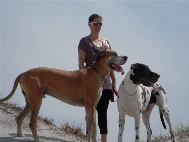 Grand danois HARLEY billede 15