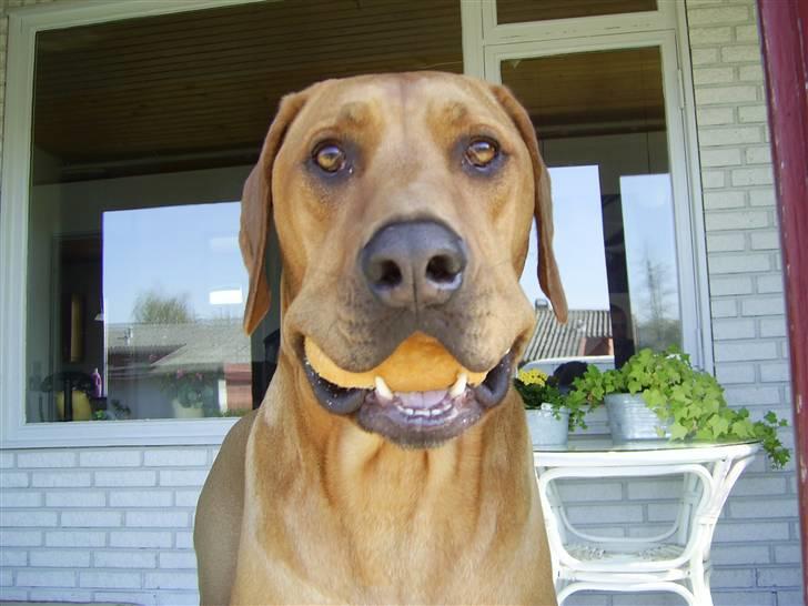 Rhodesian ridgeback pluto - Et rundstykke i munden er bedre end ti på taget :)) billede 1