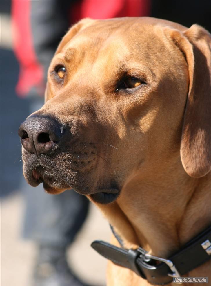 Rhodesian ridgeback pluto - Min smukke dreng marts 09 billede 2