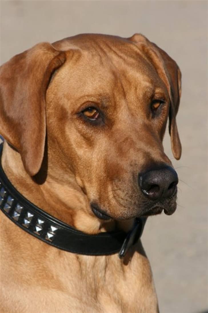 Rhodesian ridgeback pluto - Dejlige Pluto billede 3