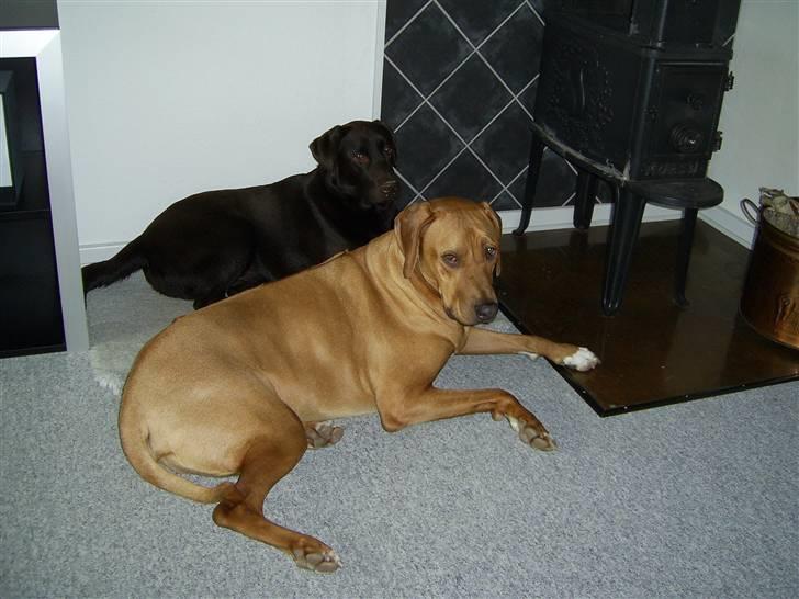 Rhodesian ridgeback pluto - Hygge ved brændeovnen :) billede 5