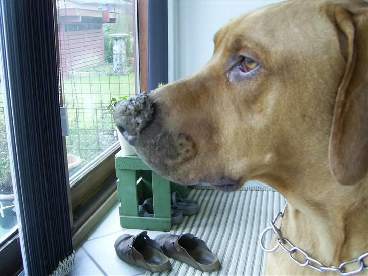 Rhodesian ridgeback pluto - Jeg har IKKE gravet et rundstykke ned i haven.. billede 6