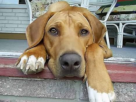 Rhodesian ridgeback pluto - Kigger lige ud lidt.. billede 7