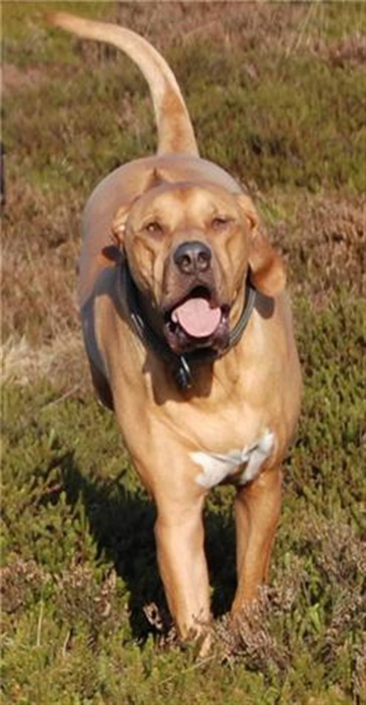 Rhodesian ridgeback pluto - Dumdidej... billede 8