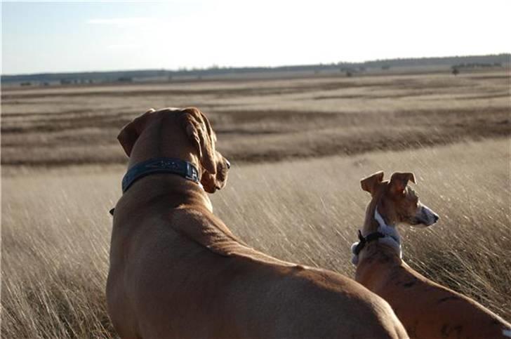 Rhodesian ridgeback pluto - Holder øje med evt. byttedyr :) billede 9
