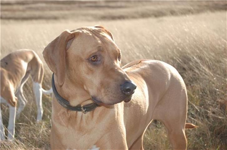 Rhodesian ridgeback pluto - Dejlige dreng.. billede 10