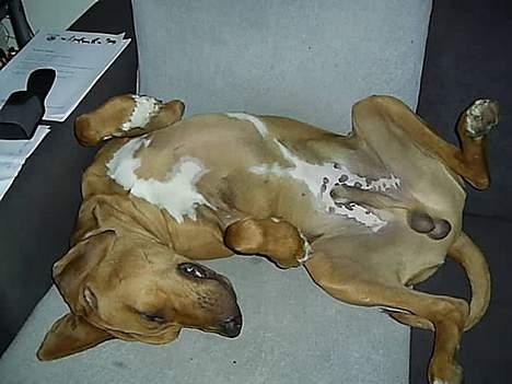 Rhodesian ridgeback pluto - Så gik jeg sgu kold.. billede 11