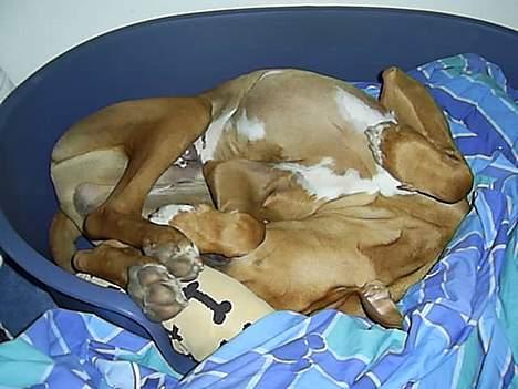 Rhodesian ridgeback pluto - Ja jeg er en akrobat :o) billede 13