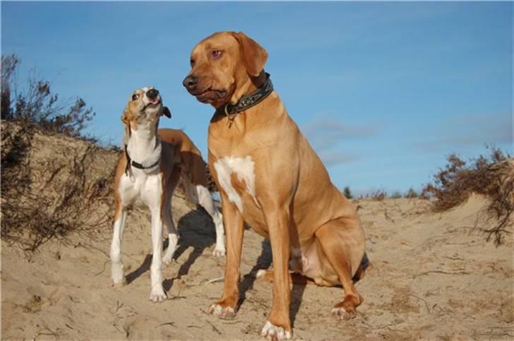 Rhodesian ridgeback pluto - Cilla og Plut.. billede 14