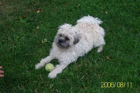 Blanding af racer Zitta - Er der slet ikk nogle som vil lege.....? billede 8