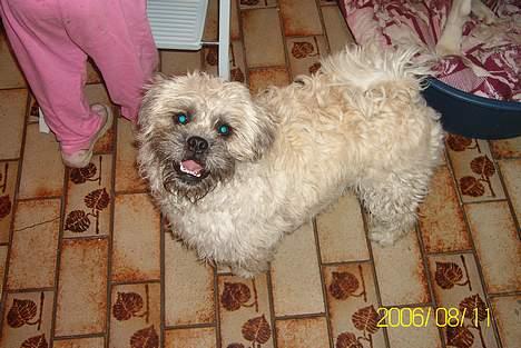 Blanding af racer Zitta - Hvor er jeg bare farlig.. Se jeg viser tænder.. billede 9