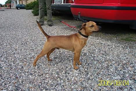 Blanding af racer Pjevs *Ny ejer* billede 6