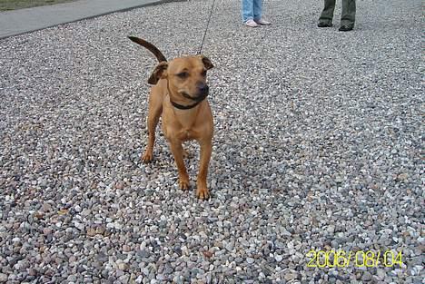 Blanding af racer Pjevs *Ny ejer* billede 7