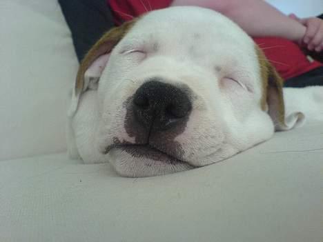 Staffordshire bull terrier Loke - ZzzZZzzZ billede 7