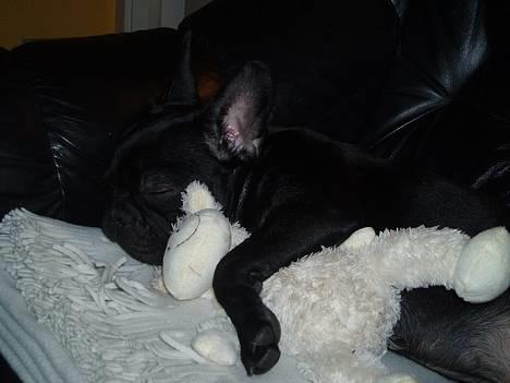 Fransk bulldog Fiona - 12 uger billede 1