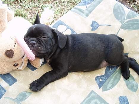 Fransk bulldog Fiona - 8 uger gammel billede 2