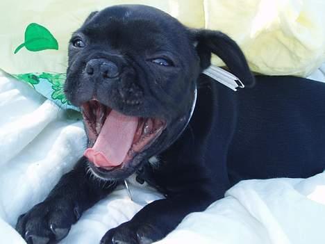 Fransk bulldog Fiona - gaber billede 3