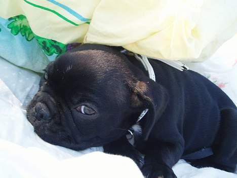 Fransk bulldog Fiona - træt lille møf billede 4