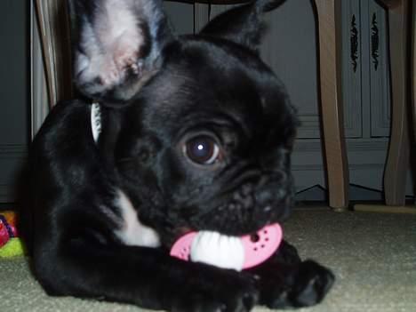 Fransk bulldog Fiona - mig og min sut billede 6