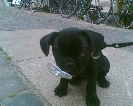 Fransk bulldog Fiona - fandt en sut på gaden billede 7