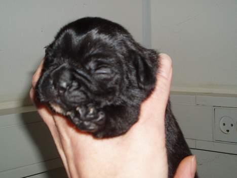 Fransk bulldog Fiona - 1 uge gammel billede 8