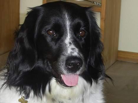 Stabijhoun Smilla - åhh.. hvor er du dog smuk Smilla! billede 10