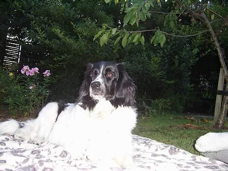 Stabijhoun Smilla - model hund!.. haha.. hun er så sød.. billede 11