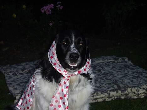 Stabijhoun Smilla - Var der nogen der sagde STJERNE!.. haha..  billede 12