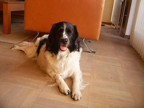 Stabijhoun Smilla - nåårh sødt! billede 13