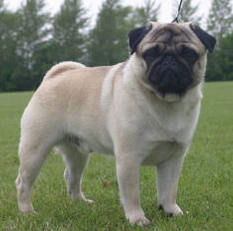 Mops Harry billede 15