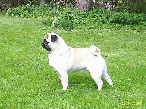 Mops Harry billede 16