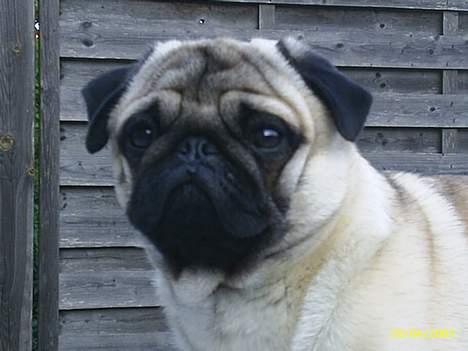 Mops Harry billede 17