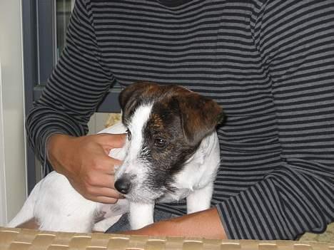 Jack russell terrier Oma Olsen "Bessie" billede 13