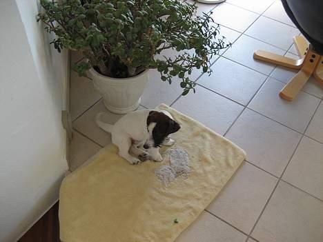 Jack russell terrier Oma Olsen "Bessie" billede 14