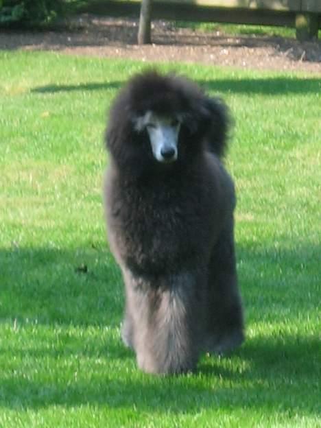 Storpuddel Kathie - Hvor bliver du af? billede 12