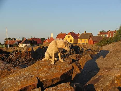 Golden retriever Hannibal Risager - Hannibal på Bornholm ude og klatre i klipper  billede 12