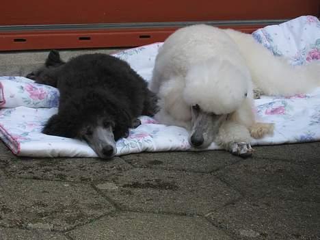 Storpuddel Kathie - Her ligger jeg med min bedste ven Nakita. billede 13