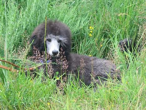 Storpuddel Kathie - Jeg gemmer mig i græsset det er dejlig køligt... billede 14