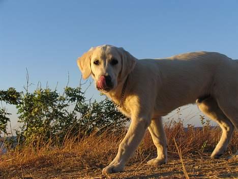 Golden retriever Hannibal Risager - hannibal 5 måneder på bornholm billede 13