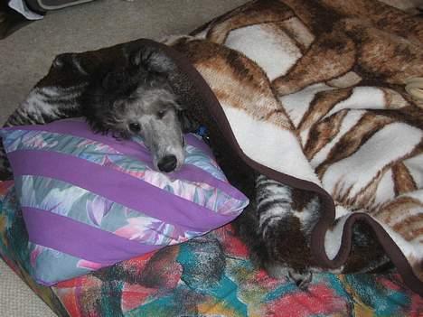 Storpuddel Kathie - Så tager vi en lille lur skal! bruge hovedpude... billede 15