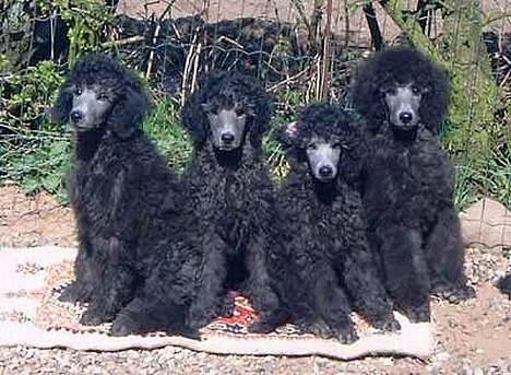 Storpuddel Kathie - Det er så mig sammen med mine søskende... mig som nr. 2 fra højre. billede 16