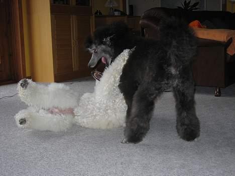 Storpuddel Kathie - Så er der dømt leg sammen med Nakita. billede 17