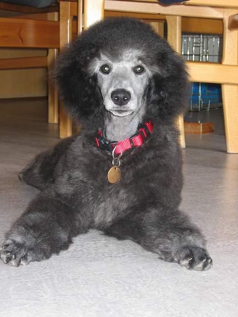 Storpuddel Kathie - Hvad sker der nu? jeg har kun boet her et par dage. billede 18